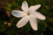 <strong>Gardenia taitensis - Ramon, Laurence - 32</strong><br />© Gâteblé Gildas